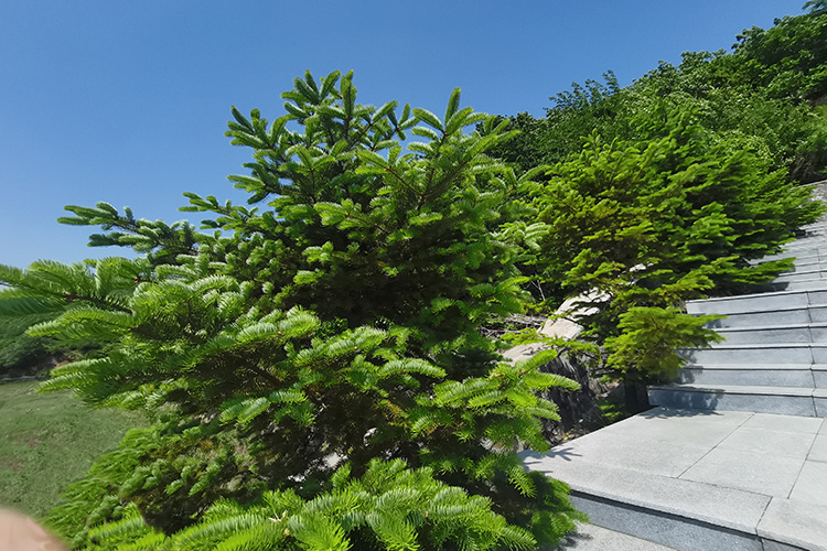 墓地適合種植什么樹可以旺子孫三代?跟著鐵嶺公墓大河貝墓園網(wǎng)一起了解一下吧