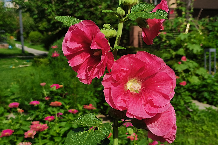 入伏第一天，除了要吃餃子外，沈陽(yáng)大河貝墓園提醒這5大禁忌，3大習(xí)俗要注意