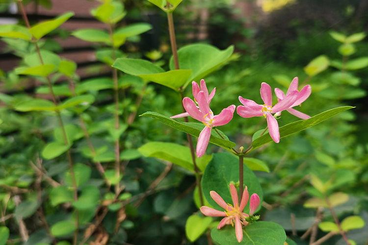 夏日綠意盎然，鐵嶺公墓注重園區(qū)綠植建設(shè)
